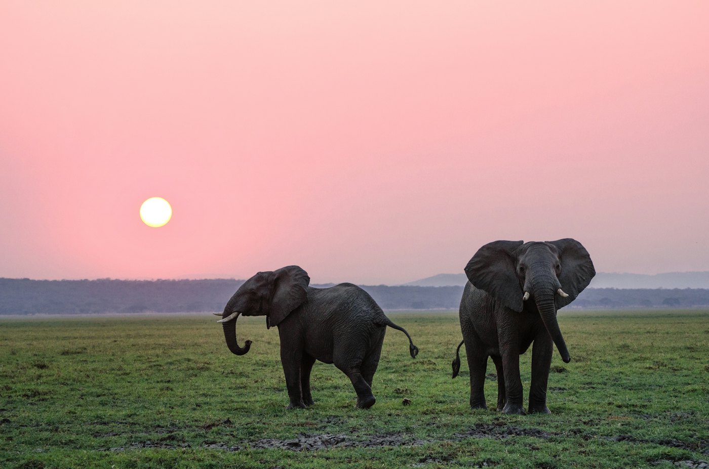 Two elephants on the grassland at sunset
