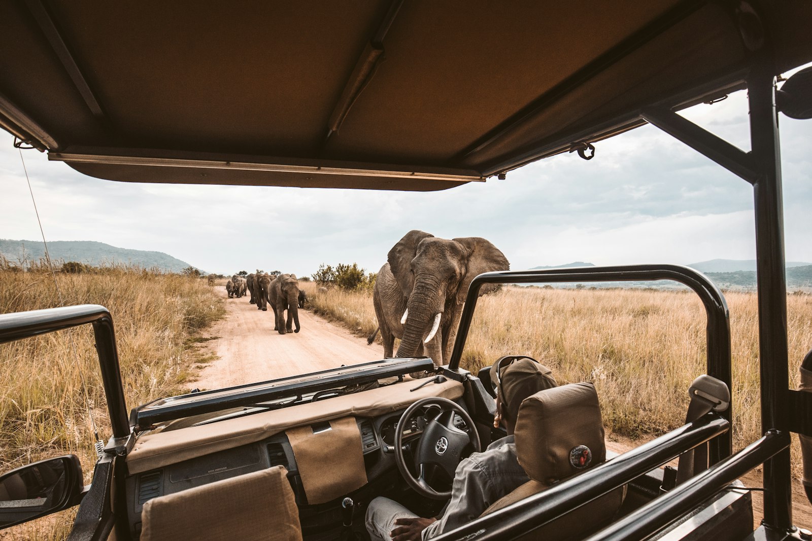 Elephants crossing the track ahead of an open safari vehicle