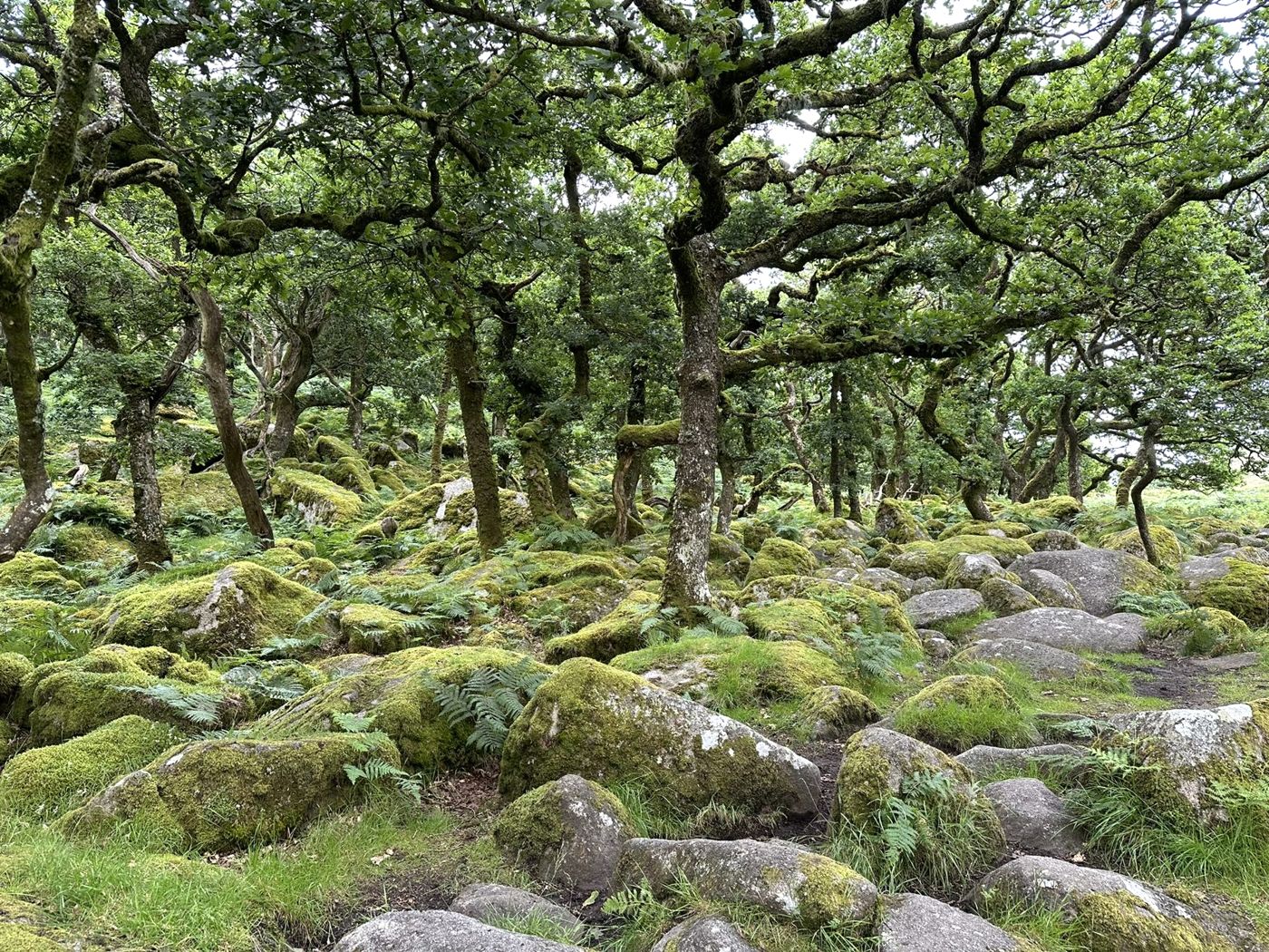 Moss-covered boulders and twisted oaks in Wistman's Wood, Dartmoor