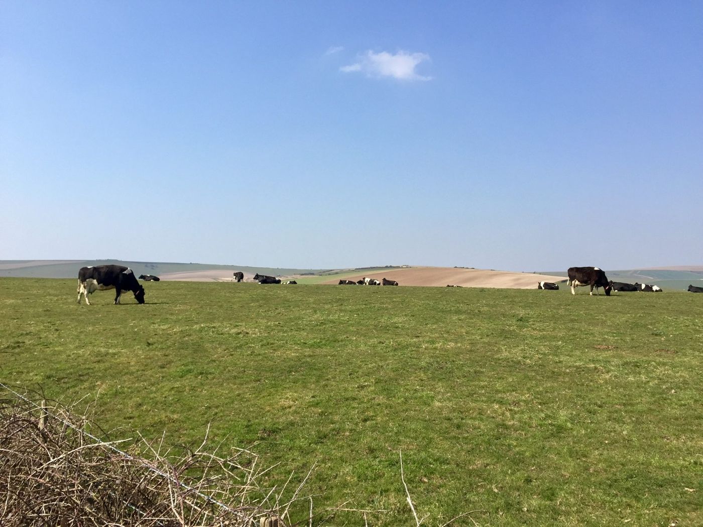 Cattle grazing on open chalk downland in the South Downs